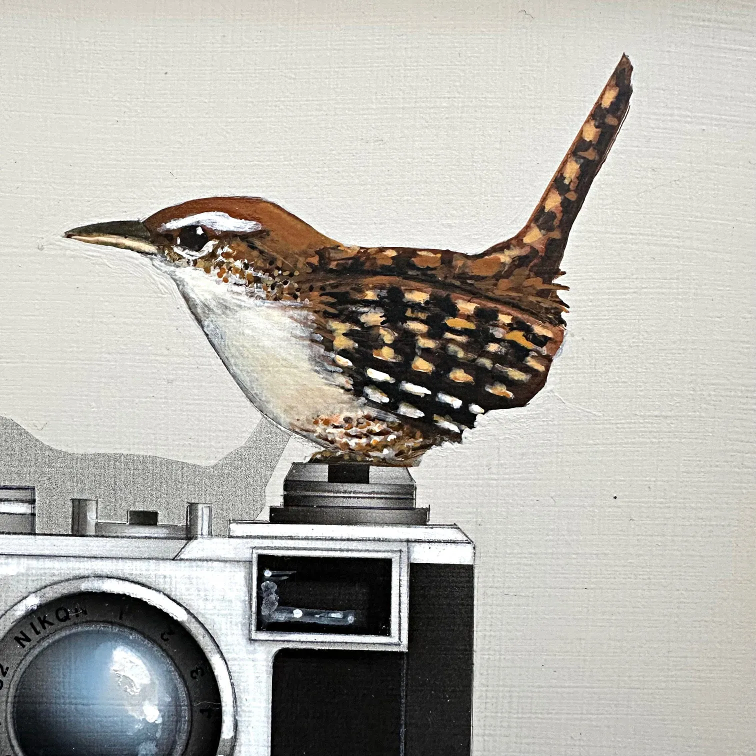 Bird Shots (Winter Wren)